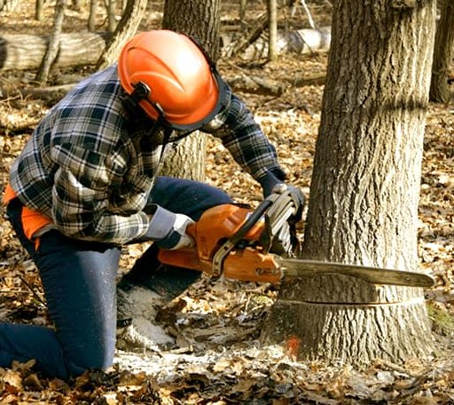 Tree Removal in San Diego, TX